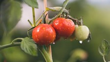 Portugal com produção agrícola biológica abaixo da média da UE em 2019