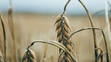 Produção de cereais no Baixo Alentejo teve dos piores anos de sempre devido à seca