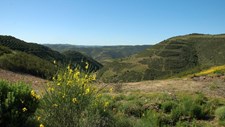 Programa de reordenamento e gestão da Serra do Caldeirão em consulta pública