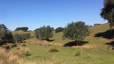 Projeto no Alentejo vai restaurar produtividade agrícola e florestal em zonas semiáridas