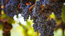 Projeto europeu visa reduzir uso de pesticidas em vinhas e olivais