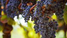 Projeto europeu visa reduzir uso de pesticidas em vinhas e olivais