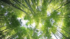 Projeto FUTURO prevê a plantação de 75 mil árvores adicionais