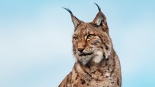 Quase 50 mil espécies de animais e vegetais estão risco de extinção