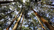 Monocultura do eucalipto entre os maiores problemas ambientais na região de Aveiro