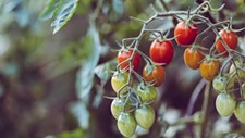 Como reduzir o impacto dos pesticidas na fruta e vegetais?