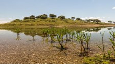 Regadio coletivo de Alqueva contribui para colapso da biodiversidade