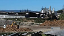 Relatório: centrais de biomassa da UE usam troncos de árvores