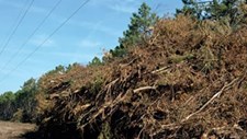 A remoção da biomassa florestal - significado e perspetivas