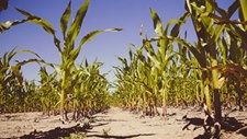 Seca será “o novo normal” devido ao clima e a erros na agricultura