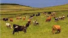 Sistema “pioneiro” identifica fungo em pastagens dos Açores