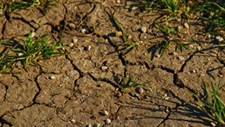 “Stress hídrico” afeta produção agrícola e apicultura no Ribatejo Norte