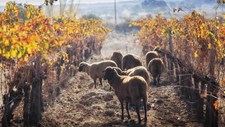 Sustentabilidade na cadeia de produção vinícola