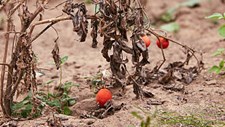 Relatório: Temperaturas na Europa estão a subir duas vezes mais do que a média global