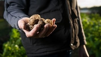 O valor das agriculturas saudáveis