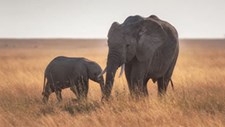 Webinar sobre impacto da pandemia na conservação da vida selvagem