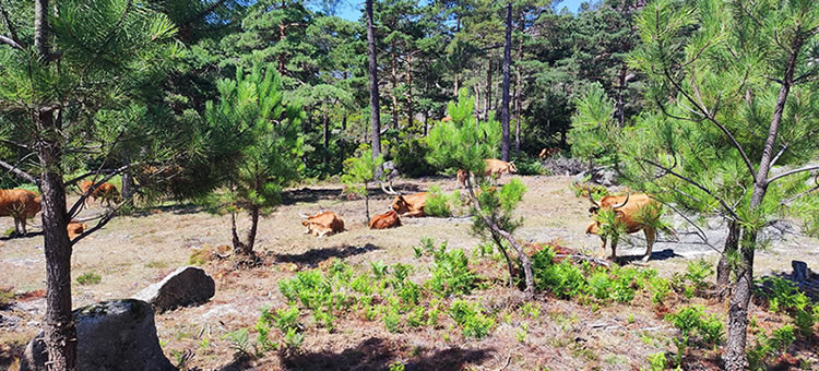 Importância do envolvimento das populações na gestão florestal