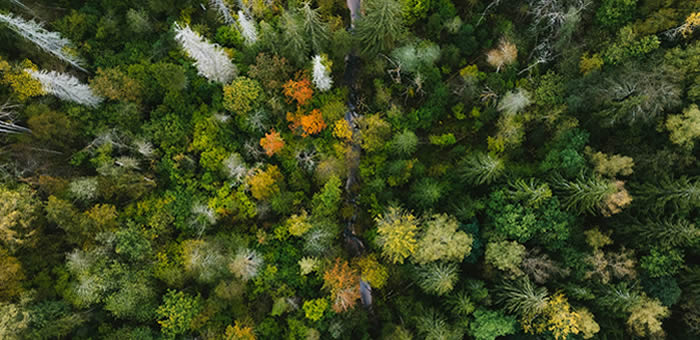 Mercado Voluntário de Carbono alarga metodologias florestais
