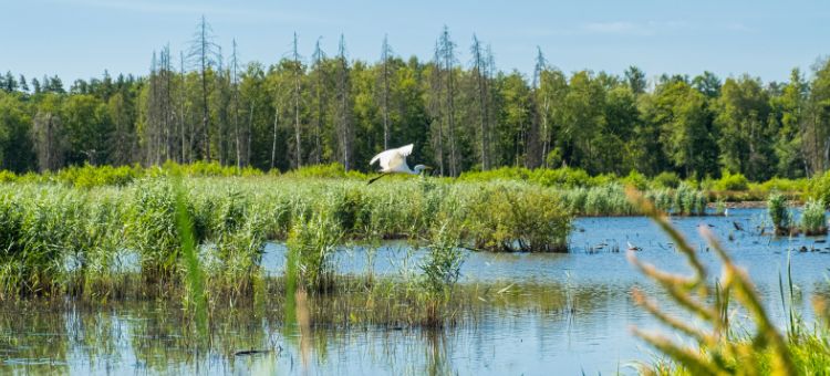 Uma aliança pela vida