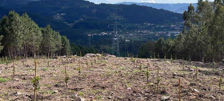 Inovação na Gestão do Território em Infraestruturas Elétricas 