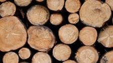 Exportações florestais atingem recorde de 7 100 ME em 2022