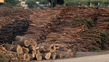 Indústria de pellets está a levar a declínio do pinheiro-bravo em Portugal